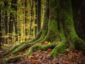 Wurzeln einer alten Buche