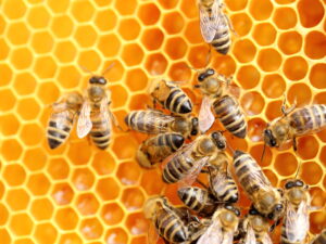 arbeitende Bienen beim Honigsammeln